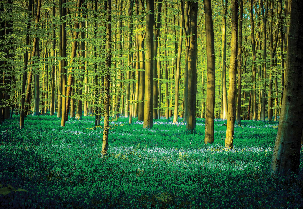 Luxusná fototapeta 1438 Zelený les