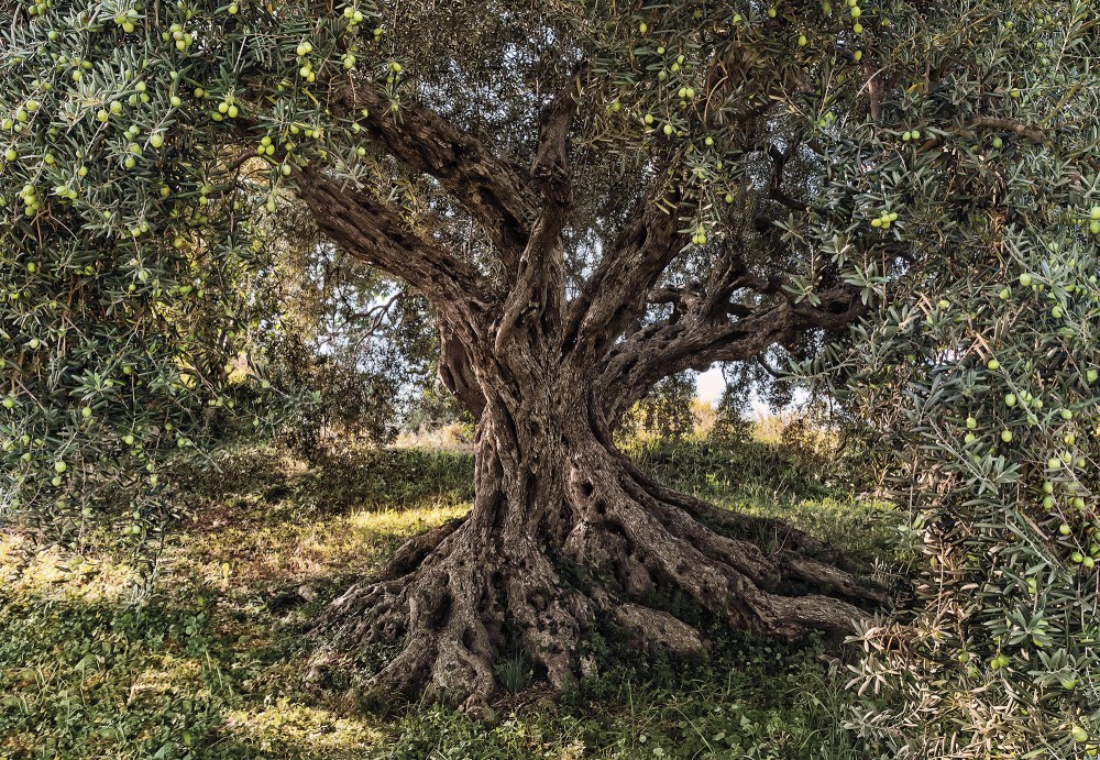 Fototapeta 8-531 Olivový strom