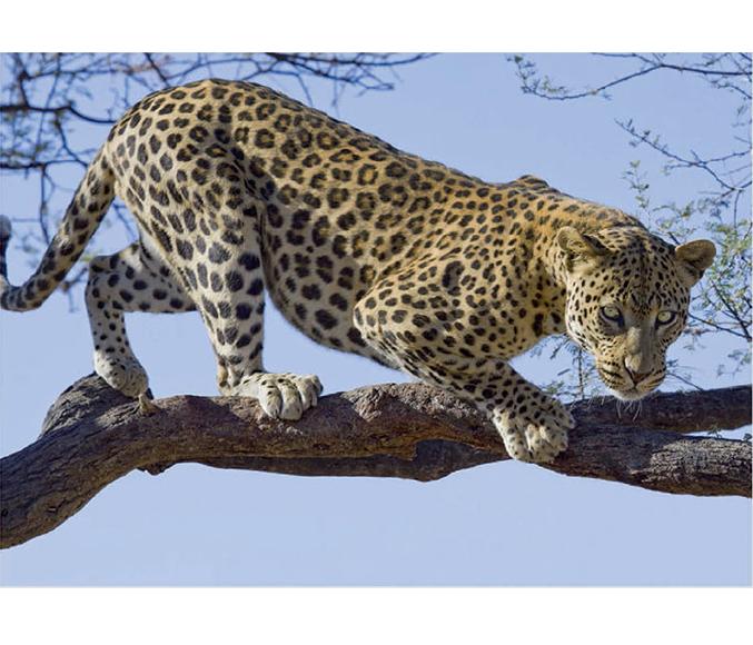 Luxusná fototapeta 176 p Leopard