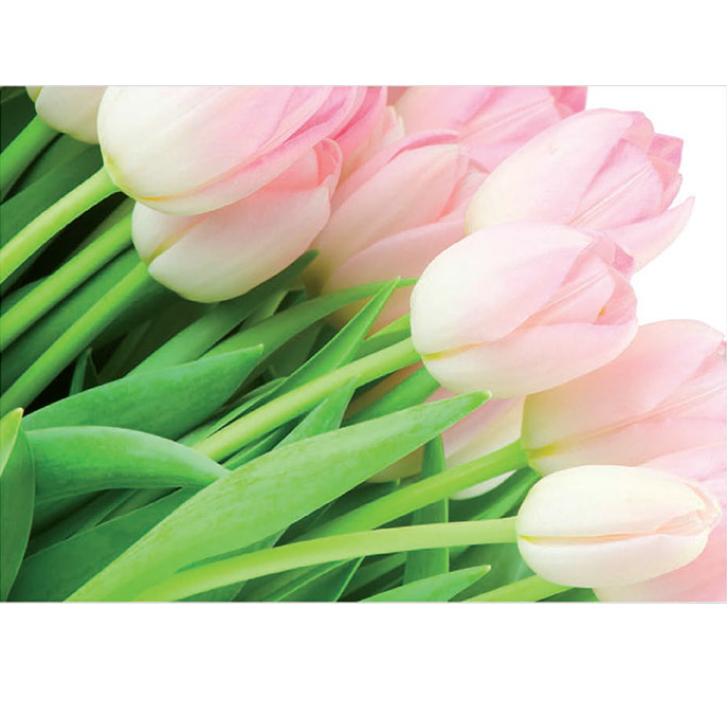 Luxusná fototapeta 8-018 Ružové tulipány