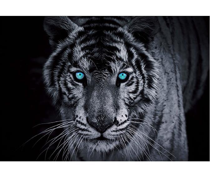 Luxusná fototapeta 153 p Tiger