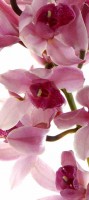 Fototapeta 1514 c Orchidea