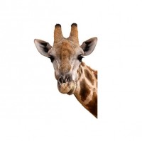 Fototapeta 2851 c Žirafa
