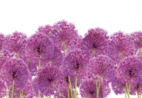 Luxusn fototapeta 11398 Purple Flowers