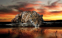 Luxusn fototapeta 126 Leopard