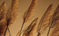 Luxusn fototapeta 1331 Grasses