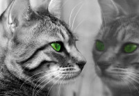 Luxusná fototapeta 139 Mačka