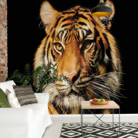 Luxusn fototapeta 1964 Tiger