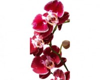 Samolepiaca fototapeta na podlahu FL-85-006 Orchidea