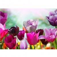 Fototapeta na stenu 0721 Farebné tulipány