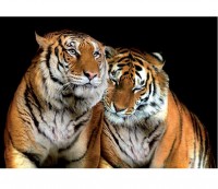 Luxusn fototapeta 130 p Tigre