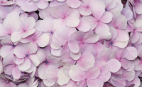 Luxusná fototapeta 3103 Purple Flowers