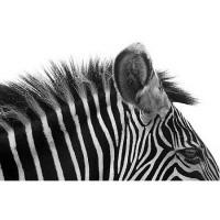 Fototapeta 0352 Zebra