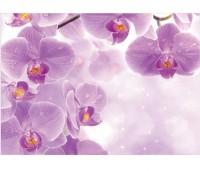 Luxusn fototapeta 149 p Orchidea