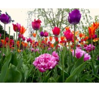 Fototapeta 0136 c Farebné tulipány