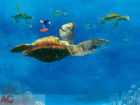 Fototapeta 5034 Hľadá sa Nemo veľká korytnačka