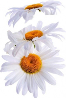 N�lepka Biele margar�ty 57106