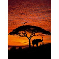 Fototapeta 4-501 Afrika