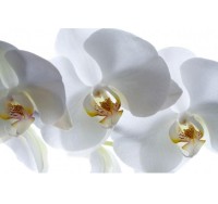 Fototapeta 0190 c biele kvetinky