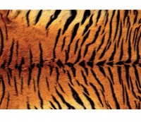 Luxusná fototapeta 181 p Tiger