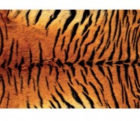 Luxusn fototapeta 181 p Tiger