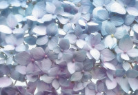 Fototapeta 8-961 3D Light Blue Flowers