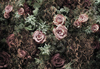 Fototapeta 8-980 Pink Roses Velvet