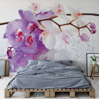 Luxusn fototapeta 869 3D Orchidea