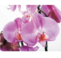 Fototapeta 049 c orchidea