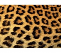 Luxusn fototapeta 191 p Gepard