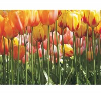 Fototapeta 045 c tulipány