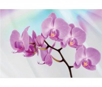 Luxusn fototapeta 116 Orchidea