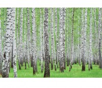 Luxusná fototapeta 157 p Brezový les