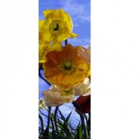 Fototapeta 2-1257 Kvety