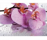 Luxusn fototapeta 184 p Orchidea