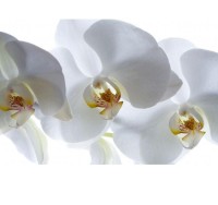 Fototapeta 0466 c orchidea vlies