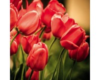 Samolepiaca fototapeta na podlahu FL-170-004 Èervené tulipány