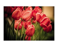 Samolepiaca fototapeta na podlahu FL-250-004 Červené tulipány
